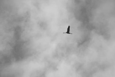 Low angle view of bird flying in sky