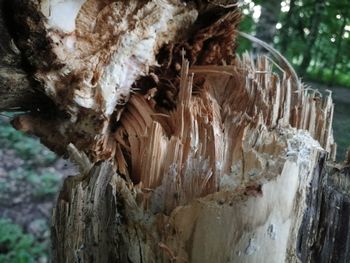 Close-up of tree trunk