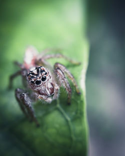 Close-up of spider on flower