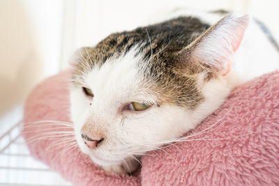 Close-up of cat sleeping at home