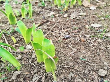 Close-up of plant growing on field