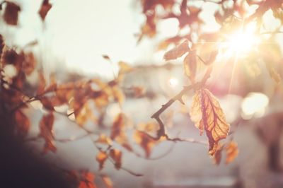 Sunlight streaming through autumn trees