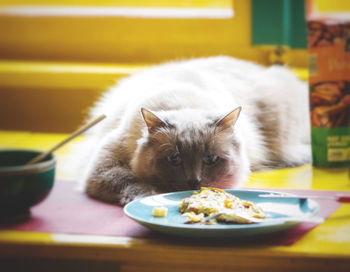 Cat eating food