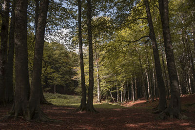 Trees in forest