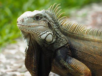 Close-up of a lizard