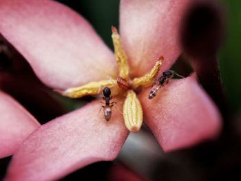 Close-up of insect on pink flower