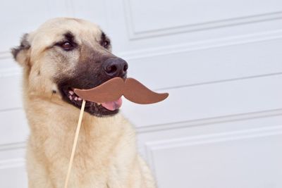 Close-up of a dog looking away