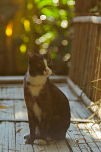 Close-up of a cat looking away