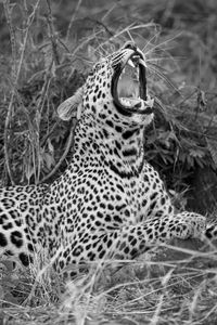 Close-up of leopard