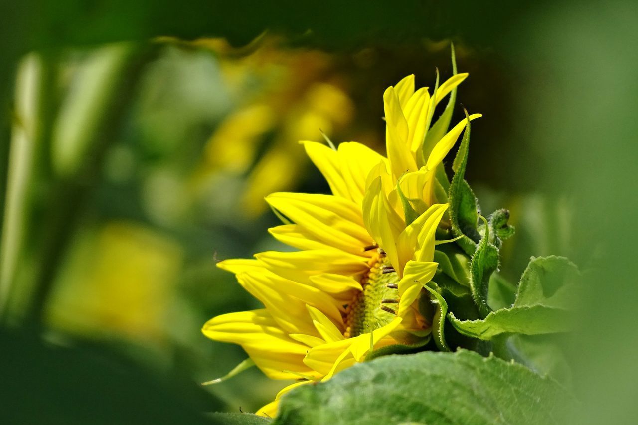 CLOSE-UP OF YELLOW FLOWER