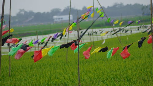 Multi colored flags on field