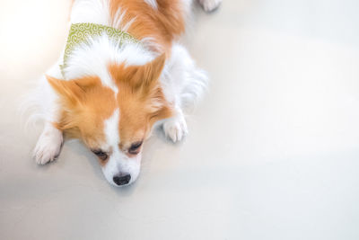 High angle view of dog sleeping