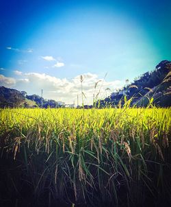 Scenic view of field against cloudy sky