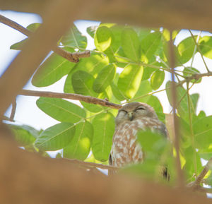 Low angle view of bird perching on tree