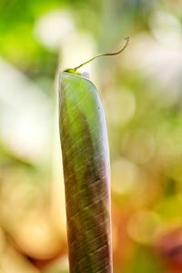 Close-up of green leaf