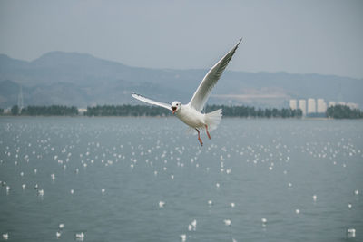 Seagull flying over sea against sky