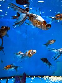 School of fish swimming in aquarium