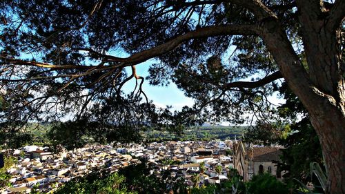 Plants growing on a wall