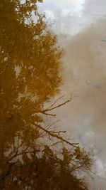 High angle view of tree by lake against sky