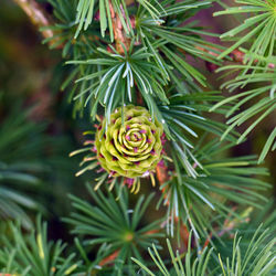 Close-up of pine tree