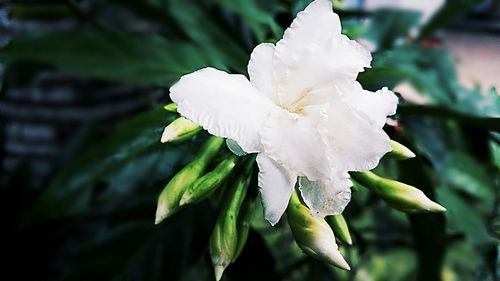 Close-up of wet flower