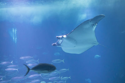 Fish swimming in sea