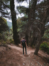 Full length rear view of man walking in forest