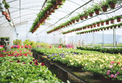 Plants growing in greenhouse