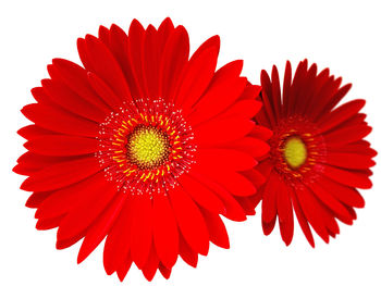 Close-up of red flower over white background