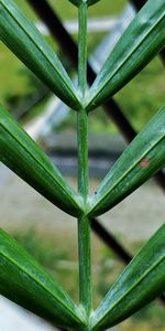 Full frame shot of plant