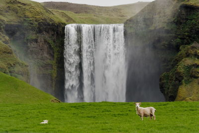 Sheep on grass against waterfall