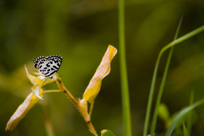 Close-up of butterfly pollinating on flower