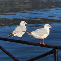 Seagulls perching on railing