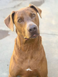 Portrait of dog looking at camera