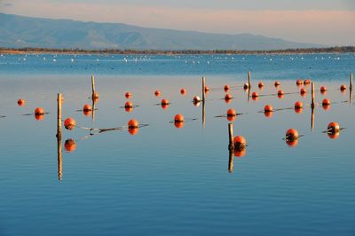 High angle view of birds in sea