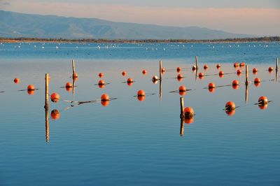 High angle view of birds in sea