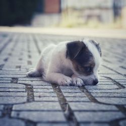 High angle view of puppy resting on footpath