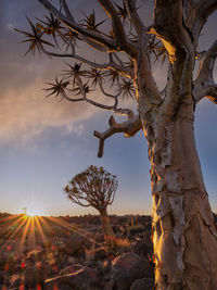 Low angle view of tree against sky during sunset