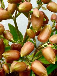 Close-up of fruits growing on tree