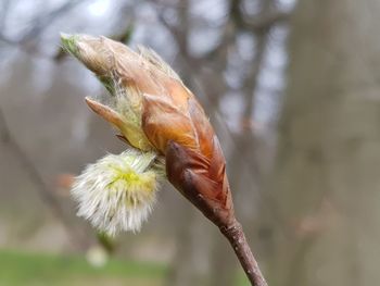 Close-up of insect on flower