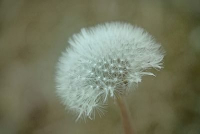 Close-up of dandelion flower