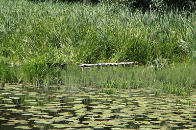 Water lilies in lake
