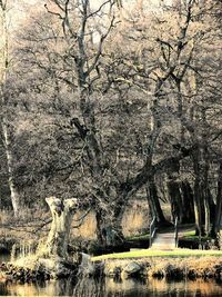 Bare trees against sky