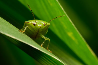 Close-up of grasshopper on plant