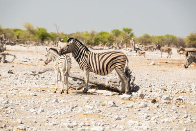 View of zebras on field against sky