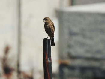 Close-up of bird perching on wooden post