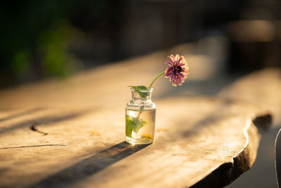 Close-up of rose on table