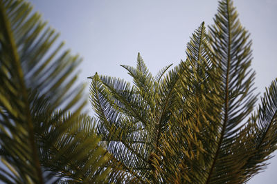 Low angle view of palm tree against clear sky