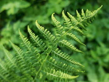 Close-up of fern