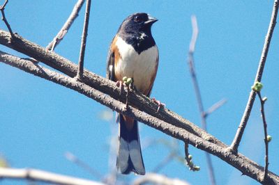 bird